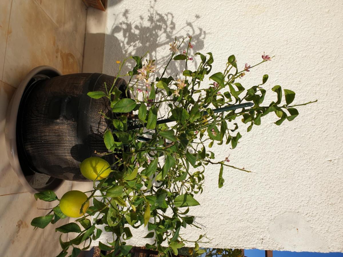 Hotel Lemon Tree Donji Seget Exterior foto